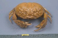 日本饅頭蟹藏品圖，第3張